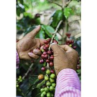 Кофе в зернах La Semeuse Colombie Planadas Organic 250 гр.